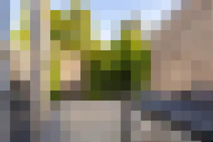 Maagdepalm 33 Leeuwarden thumbnail 24