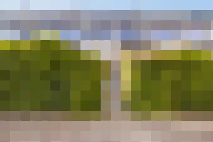 Maagdepalm 33 Leeuwarden thumbnail 4