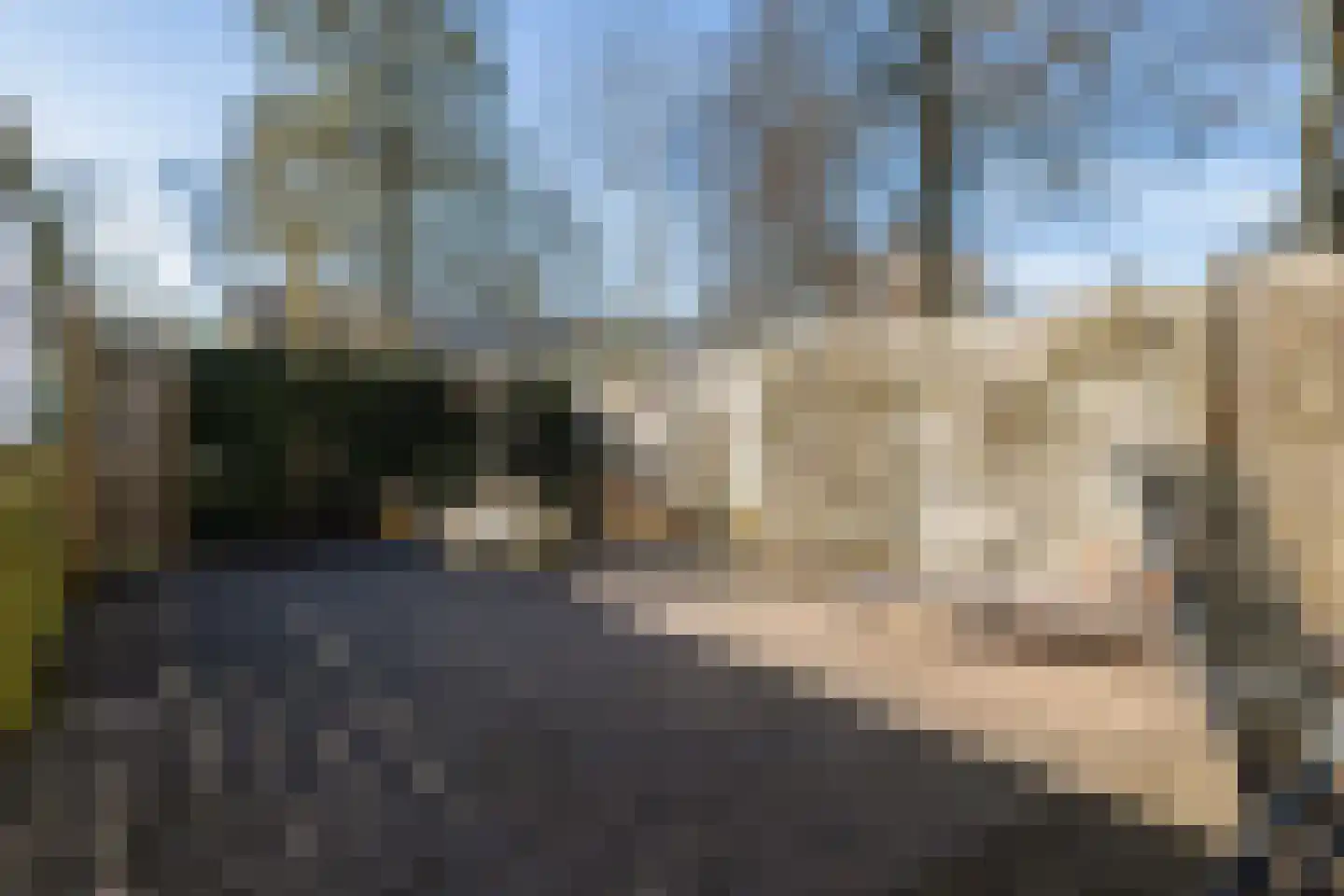 Maagdepalm 4 Leeuwarden thumbnail 33