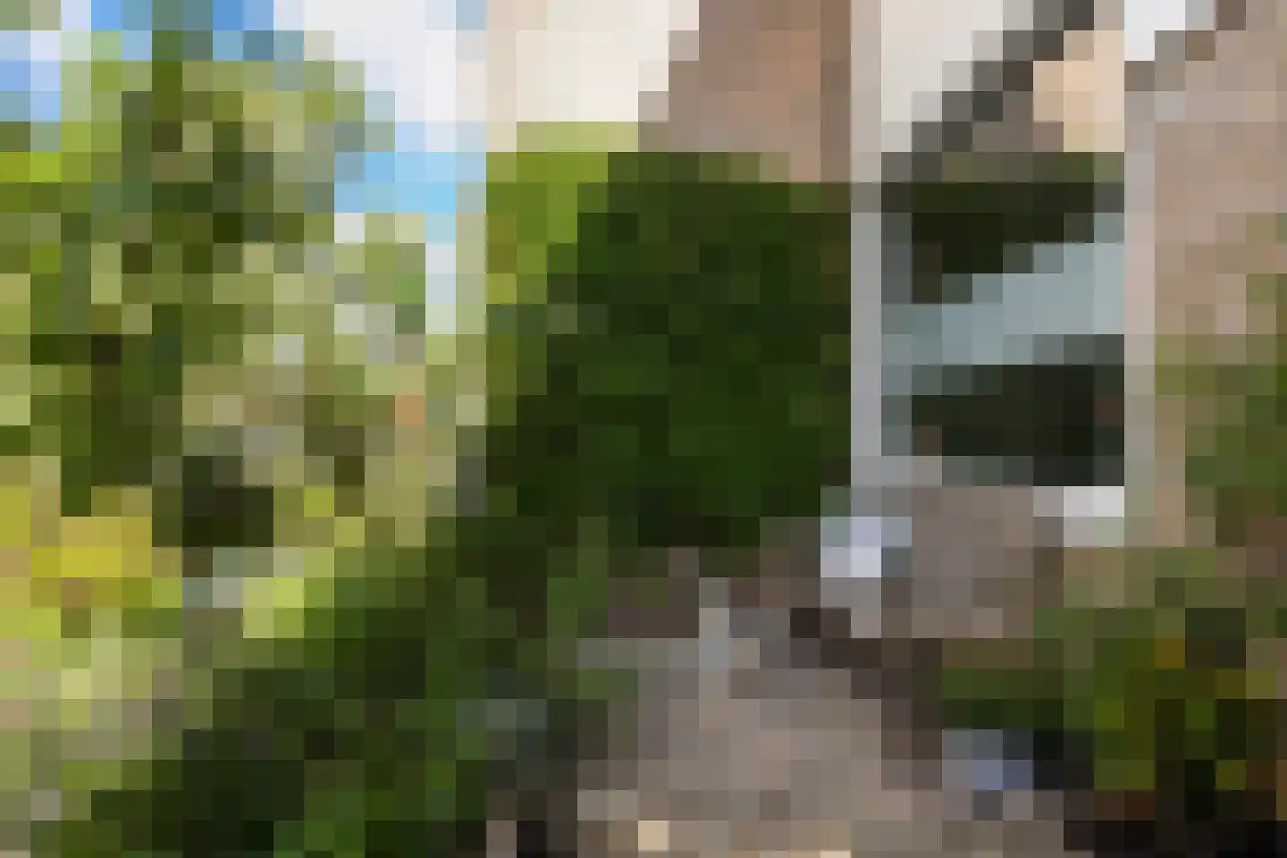 Maagdepalm 62 Leeuwarden thumbnail 8