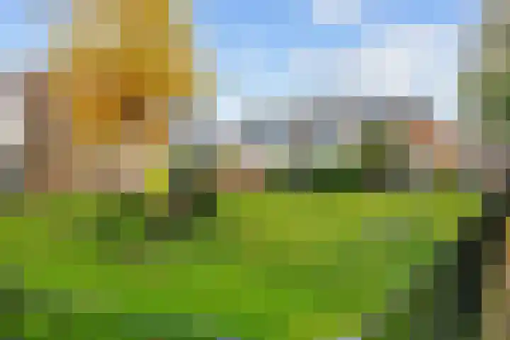 Maagdepalm 78 Leeuwarden thumbnail 31