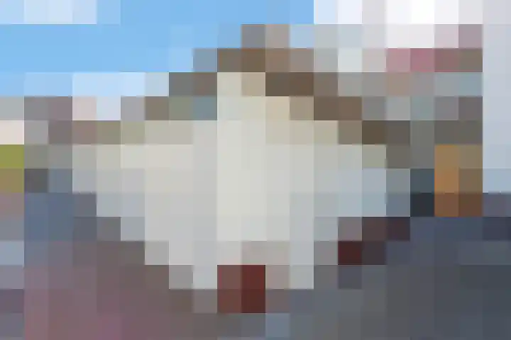 Maagjesbolwerk 33 Zwolle thumbnail 29