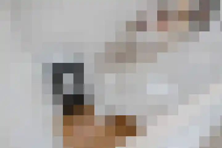 Maaikeslân 5 Goutum thumbnail 26