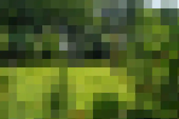 Maaikeslân 5 Goutum thumbnail 51