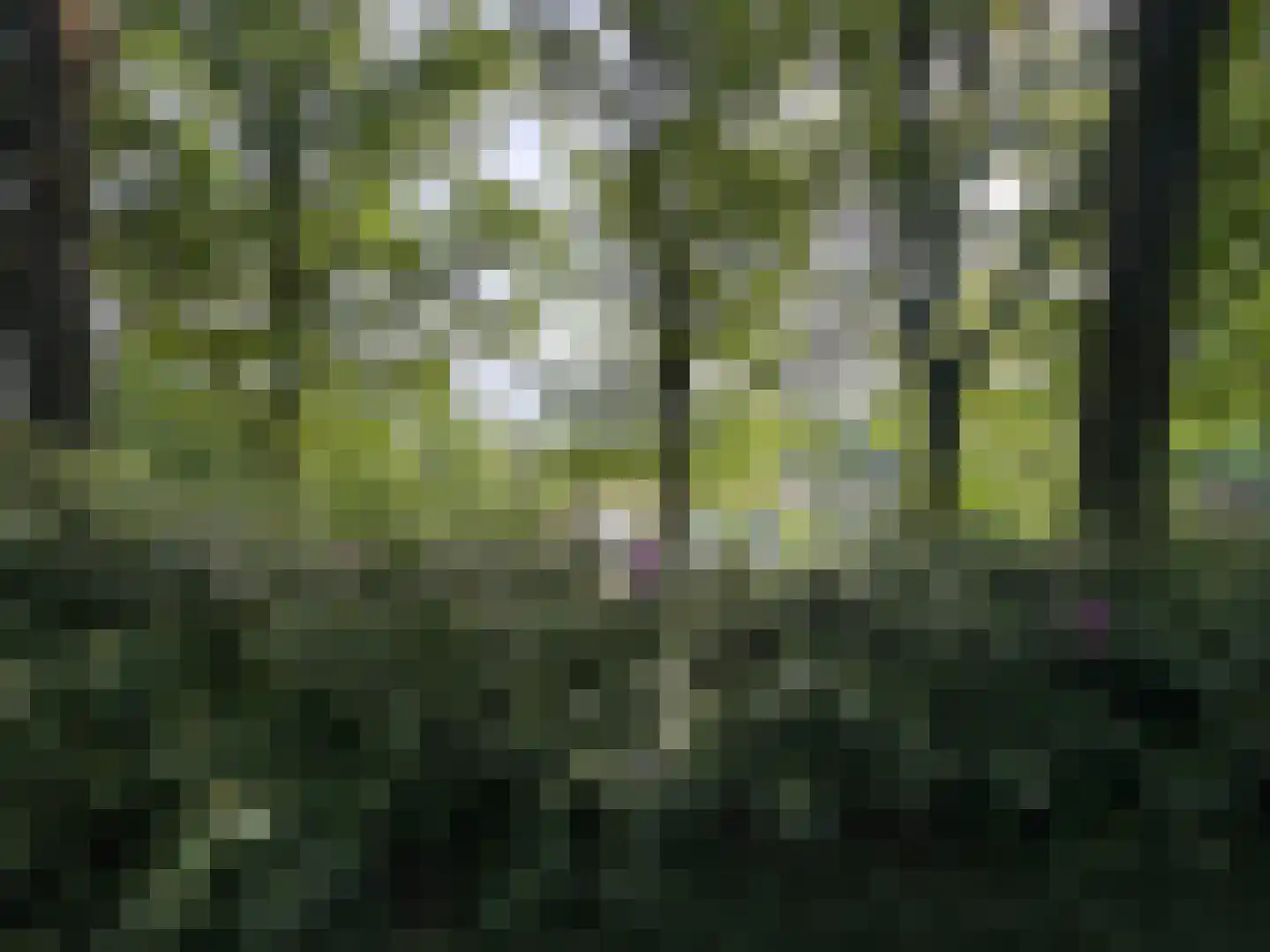 Maalbekerweg 25 2137 Belfeld thumbnail 21