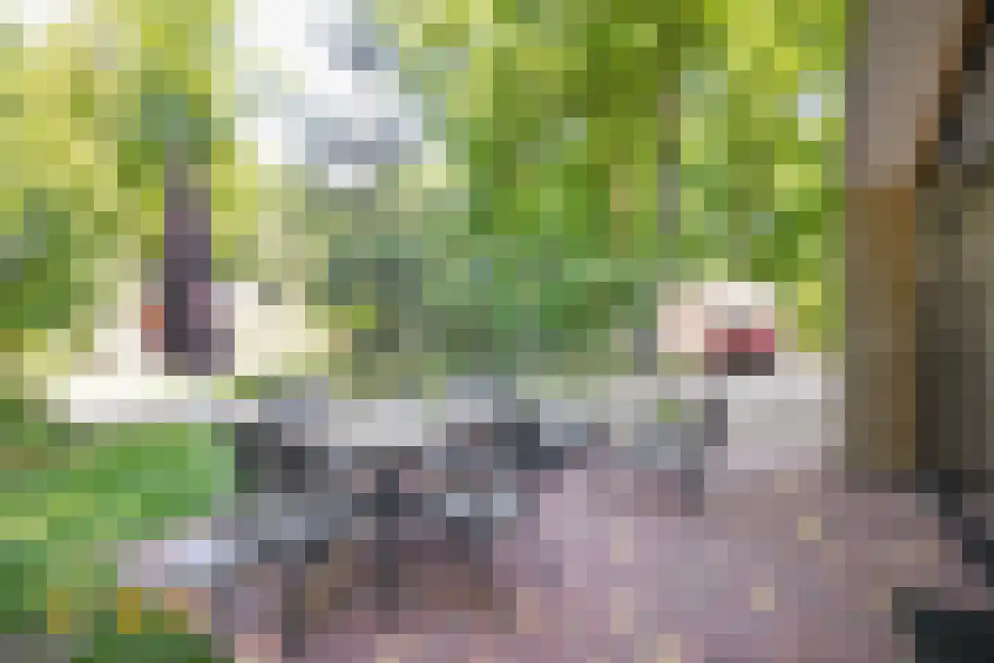 Maalbekerweg 25 2433 Belfeld thumbnail 16