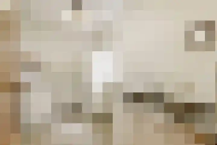 Maalderijstraat 24 Oosteind thumbnail 24