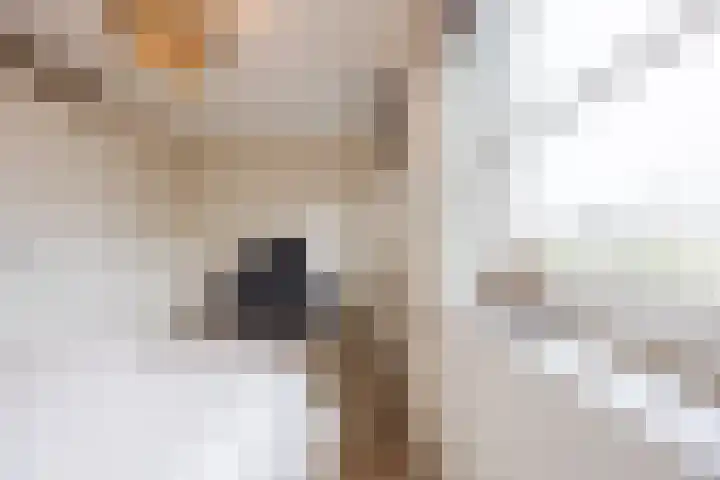 Maalsteen 19 Nistelrode thumbnail 18