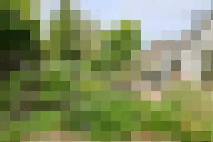 Maalsteen 24 Oosterhout thumbnail 6