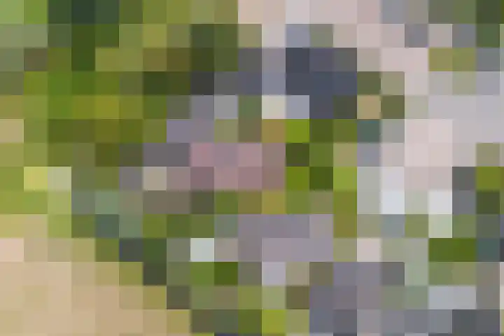 Maalsteenkreek 9 Wassenaar thumbnail 6