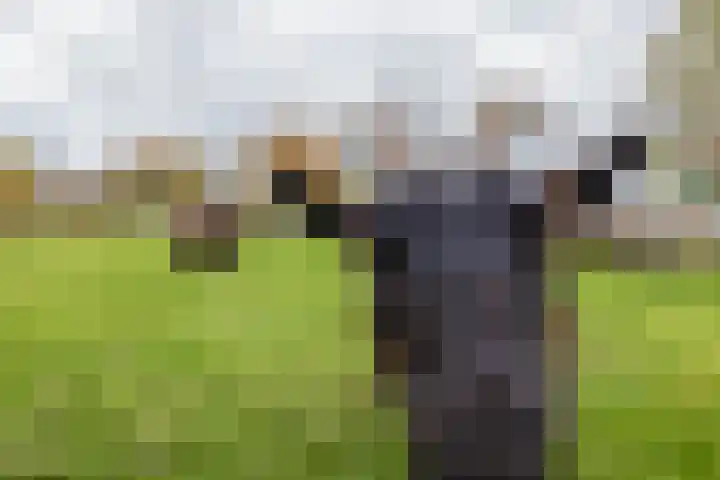 Maandagsewetering 192 Noordwijkerhout thumbnail 63