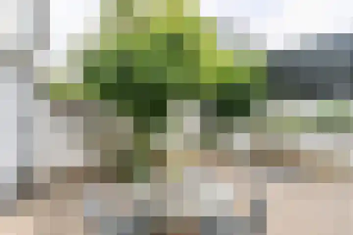Maandagstraat 8 Heerlen thumbnail 17