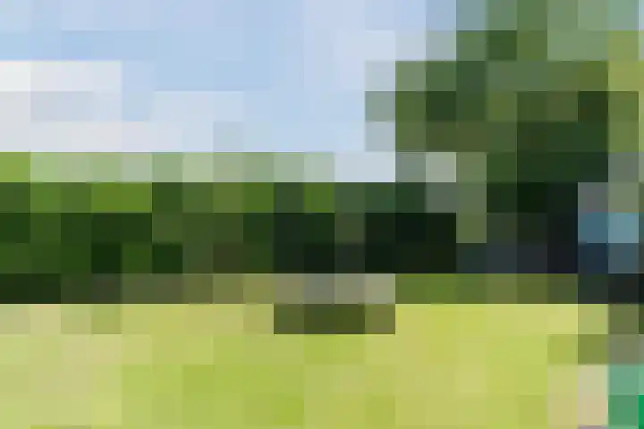 Maarheezerweg 12 Budel thumbnail 30
