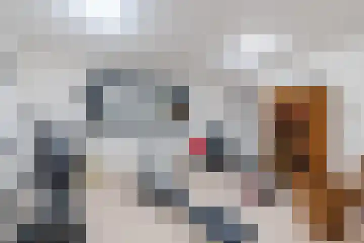 Maarheezerweg 5 Budel thumbnail 38