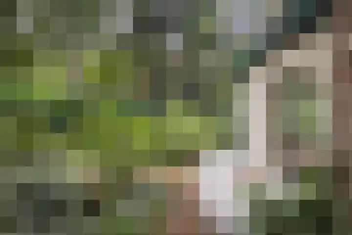 Maarnse Bergweg 1 r 98 Doorn thumbnail 37