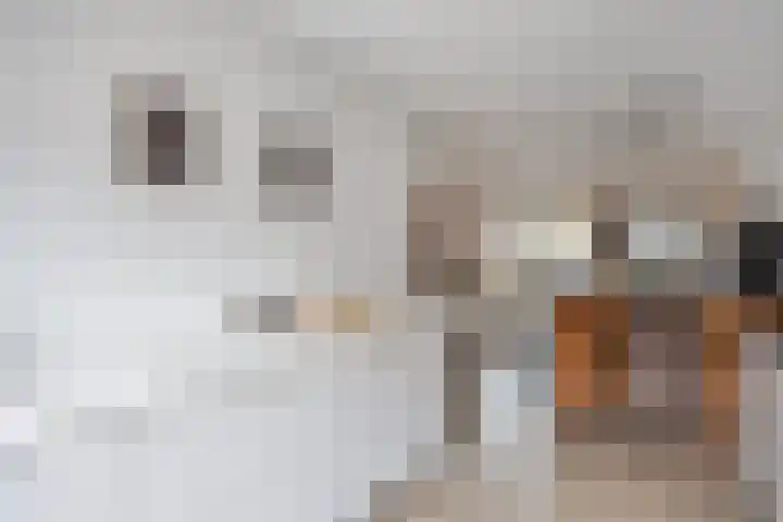 Maasakker 37 Hooge Mierde thumbnail 14