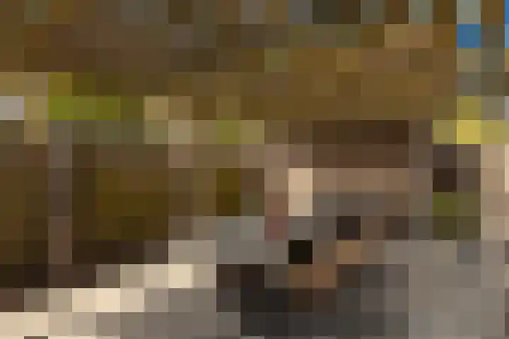 Maasbanderkerkweg 20 Stein thumbnail 50