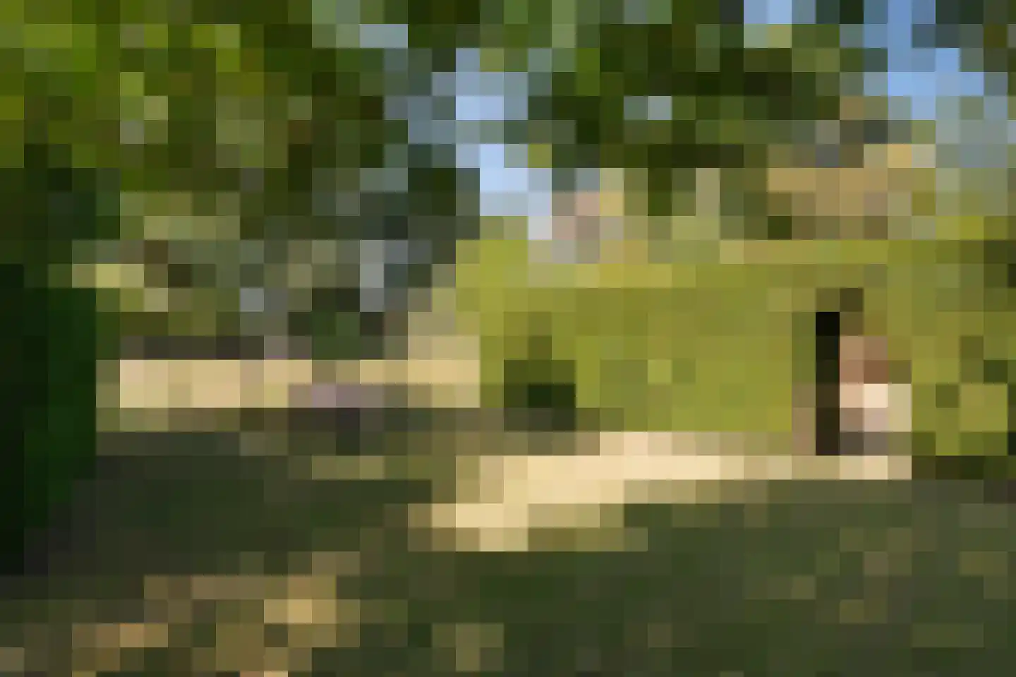 Maasbommelsestraat 36 Megen thumbnail 41
