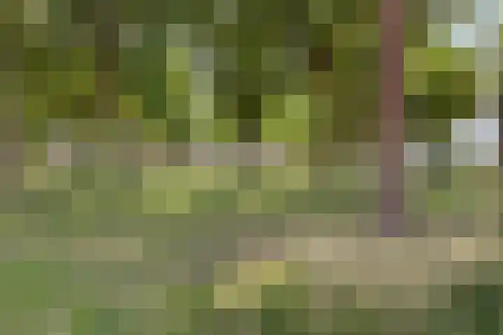 Maasbrachterweg 10 Linne thumbnail 26