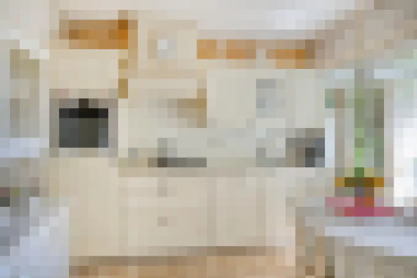 Maasbrachterweg 5 Linne thumbnail 12