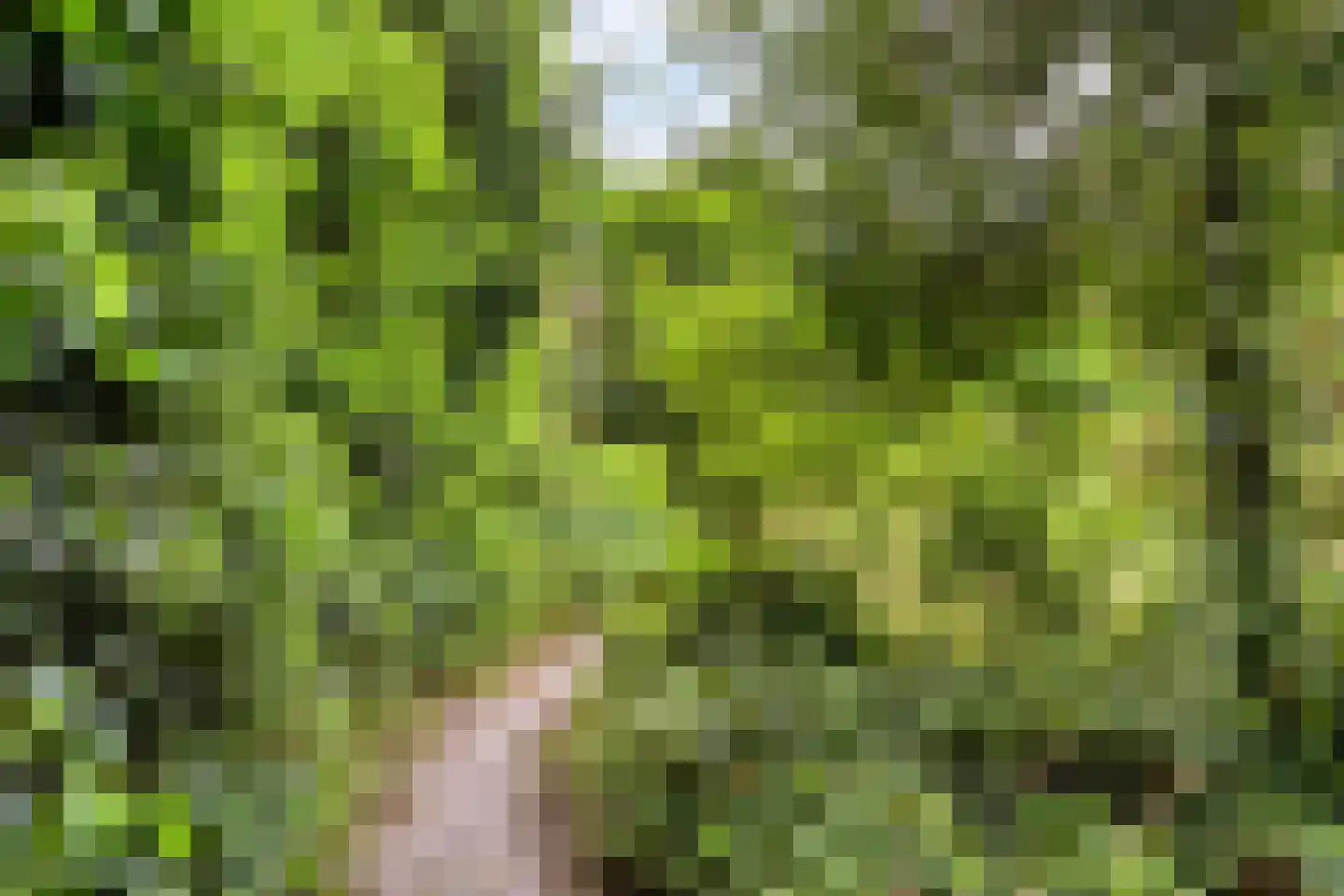 Maasbrachterweg 5 Linne thumbnail 31