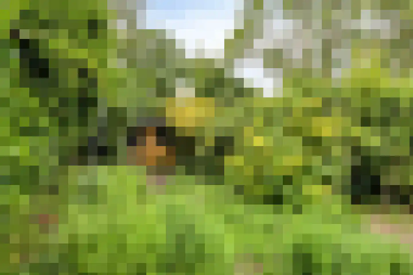 Maasbrachterweg 5 Linne thumbnail 33