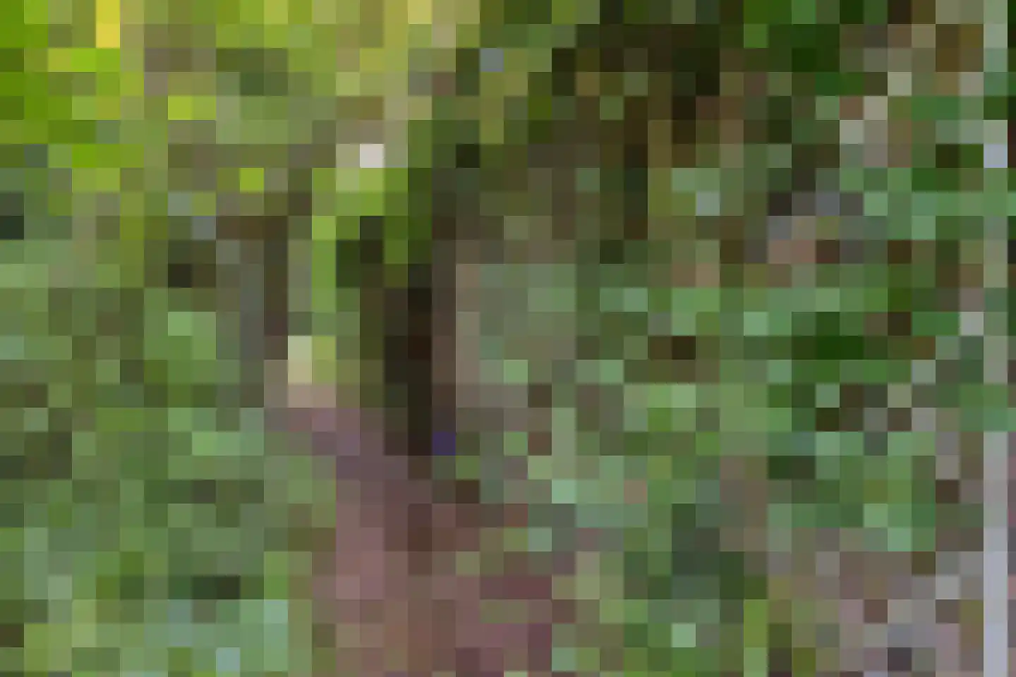 Maasbrachterweg 5 Linne thumbnail 34