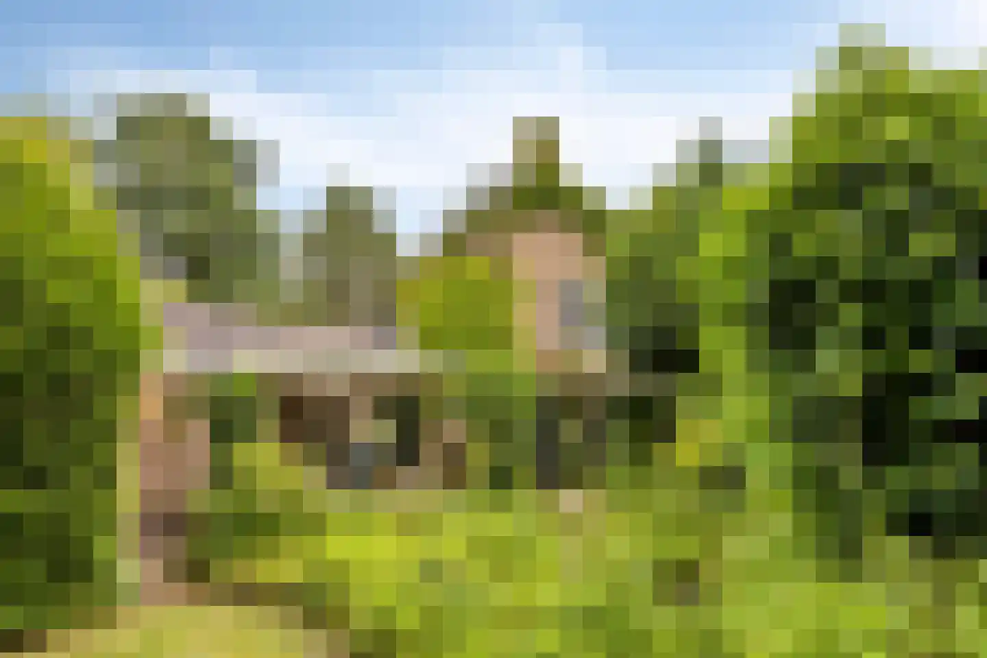 Maasbrachterweg 5 Linne thumbnail 36