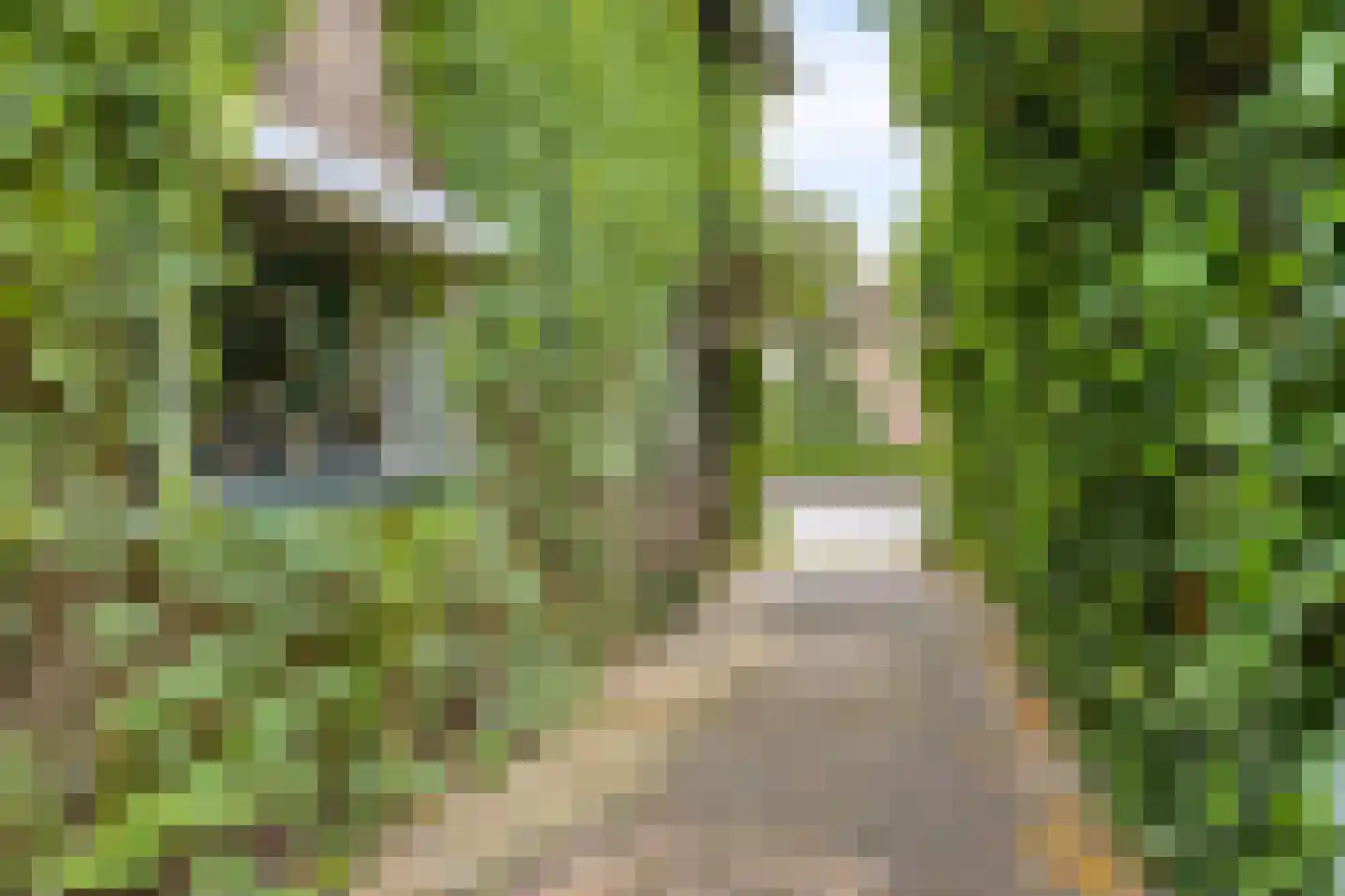 Maasbrachterweg 5 Linne thumbnail 38