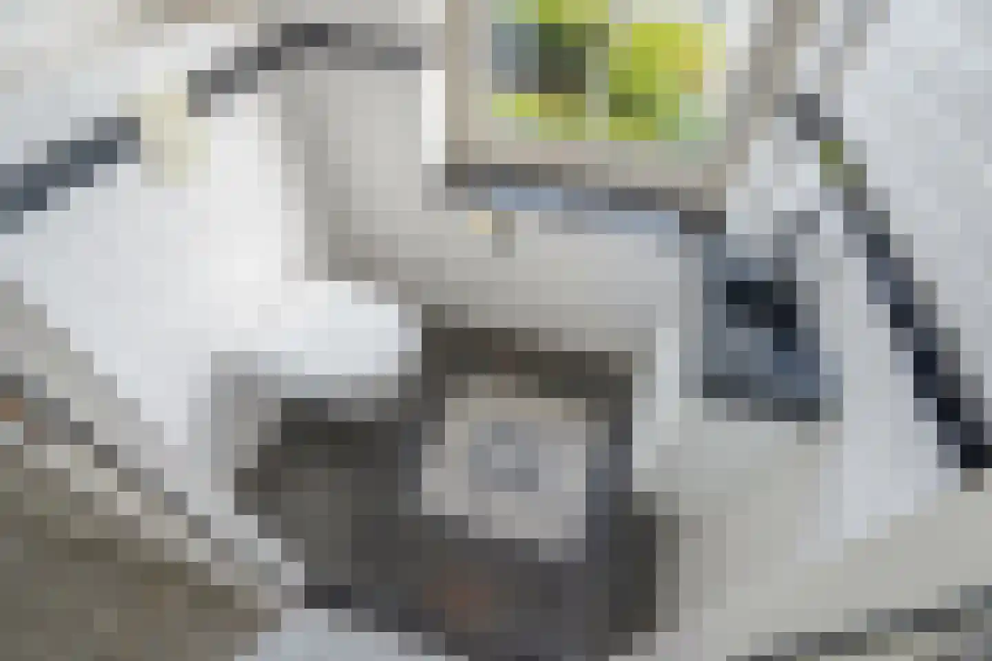 Maasdamstraat 30 Zoetermeer thumbnail 33
