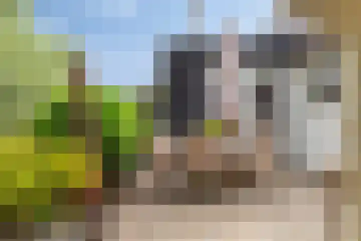Maasdijk 17 Mijnsheerenland thumbnail 14