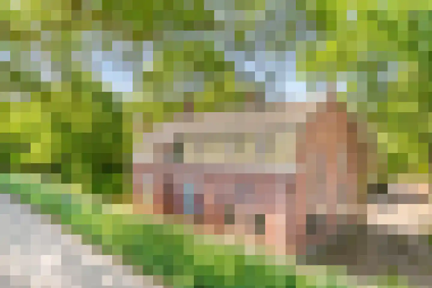 Maasdijk 17 Neerloon thumbnail 6