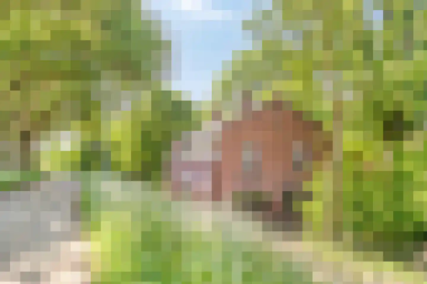 Maasdijk 17 Neerloon thumbnail 61