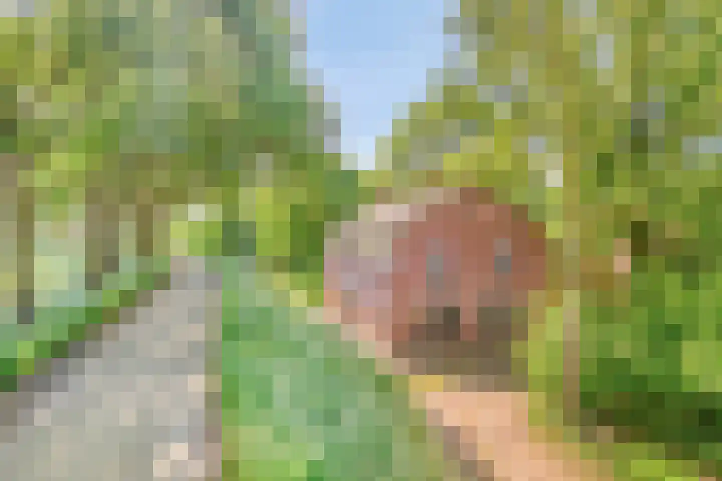 Maasdijk 17 Neerloon thumbnail 62