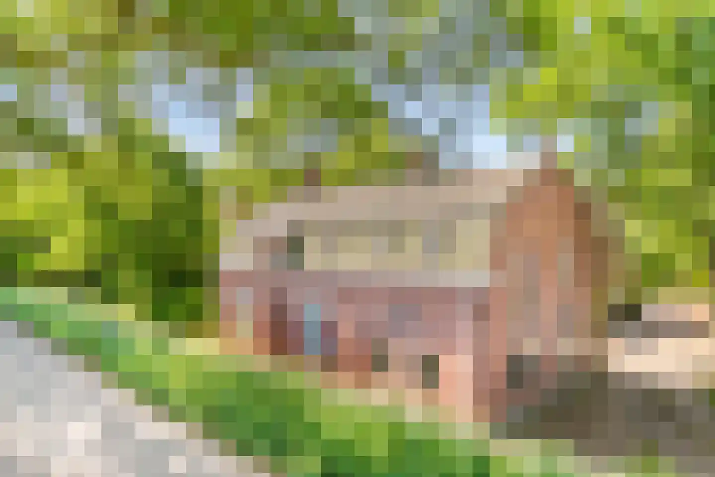 Maasdijk 17 Neerloon thumbnail 7