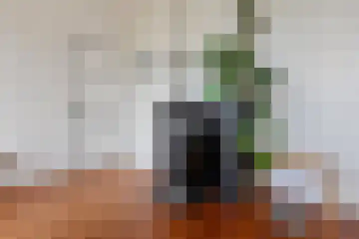 Maasdijk 18 Mook thumbnail 21
