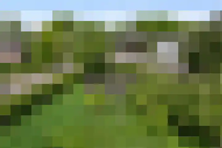 Maasdijk 18 Mook thumbnail 52