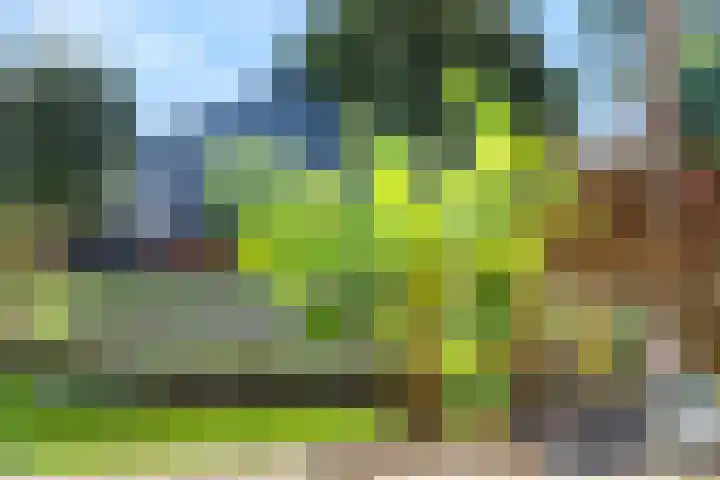 Maasdijk 182 Maasdijk thumbnail 21