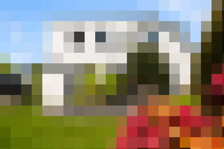 Maasdijk 182 Maasdijk thumbnail 7