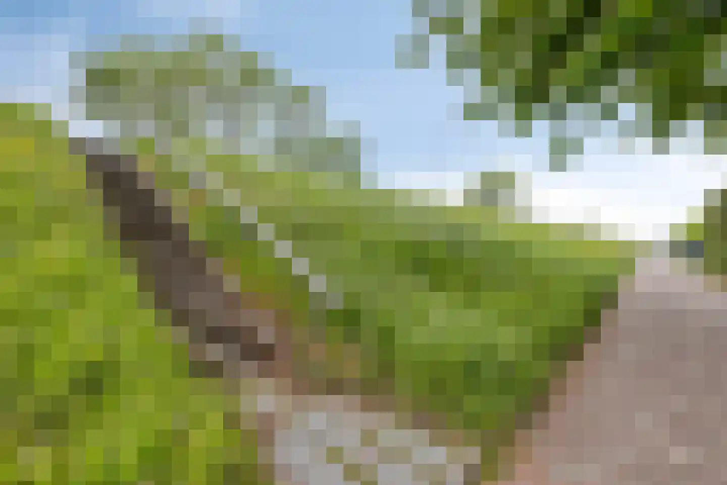 Maasdijk 187 's-Gravenzande thumbnail 39