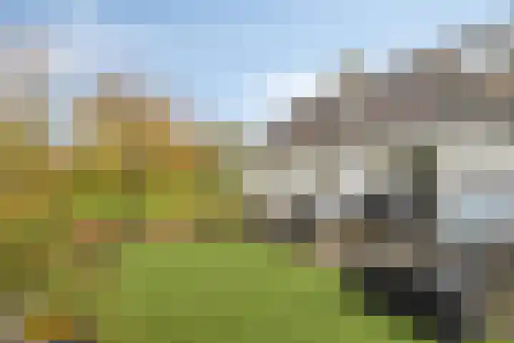 Maasdijk 2 Poederoijen thumbnail 4