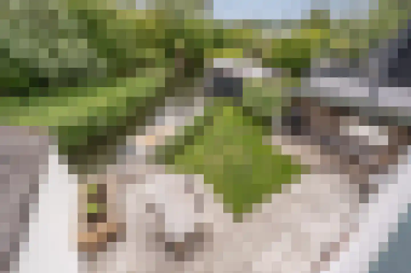 Maasdijk 21 Mijnsheerenland thumbnail 35