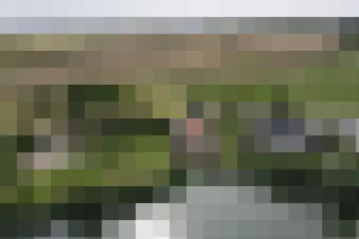 Maasdijk 27 a Hedel thumbnail 5