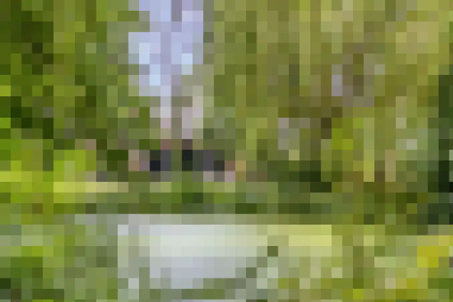 Maasdijk 28 Neerloon thumbnail 11