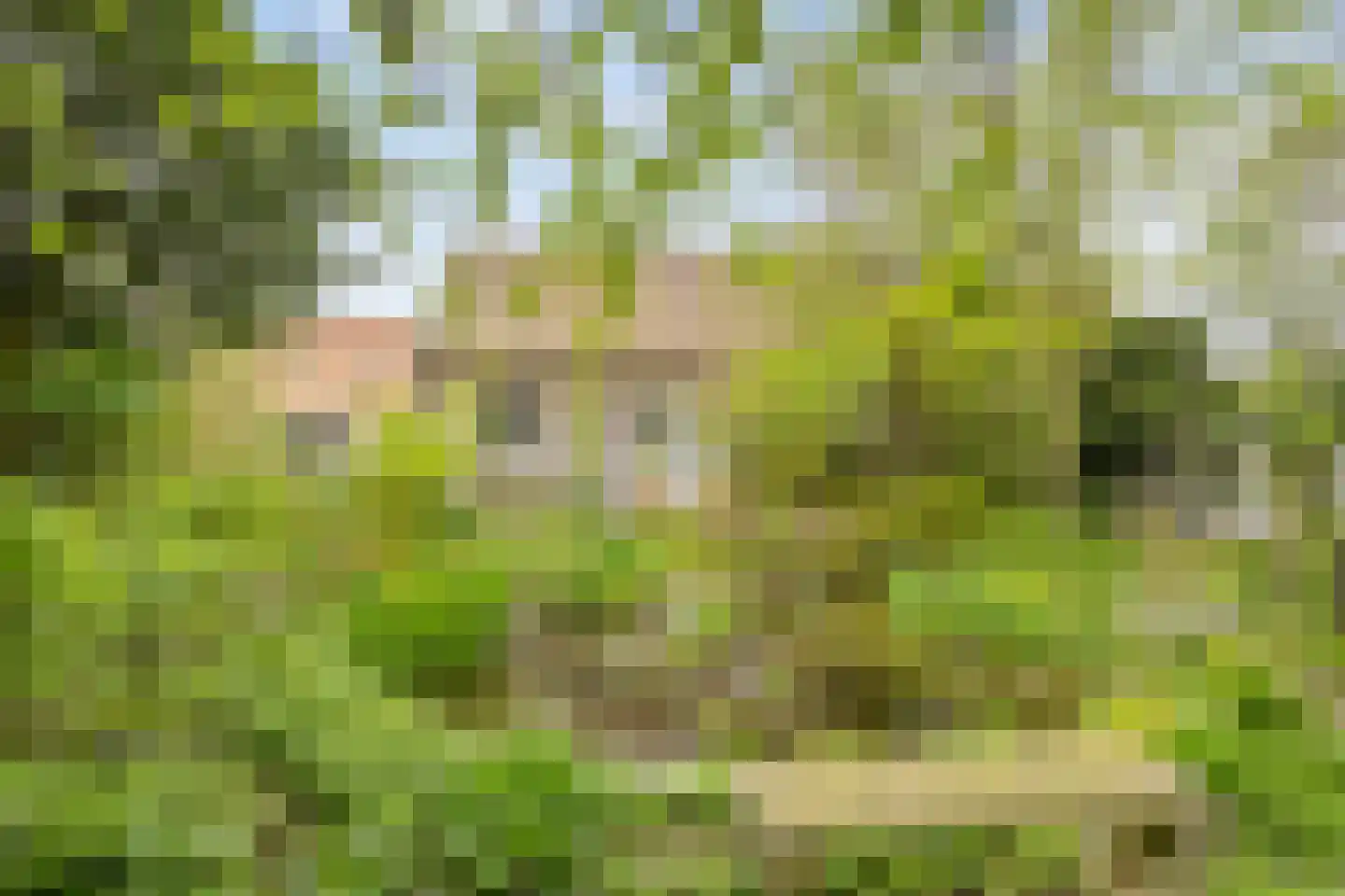 Maasdijk 3 Megen thumbnail 41
