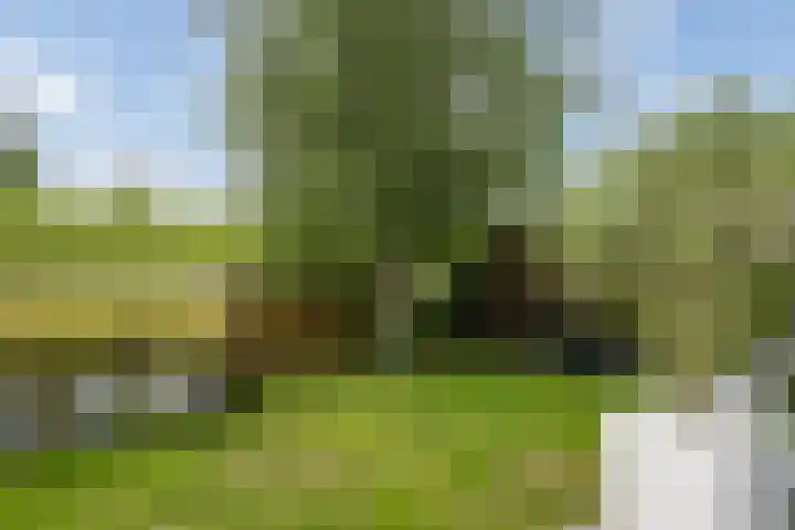 Maasdijk 37 Maasdijk thumbnail 18