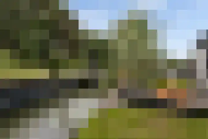 Maasdijk 37 Maasdijk thumbnail 24