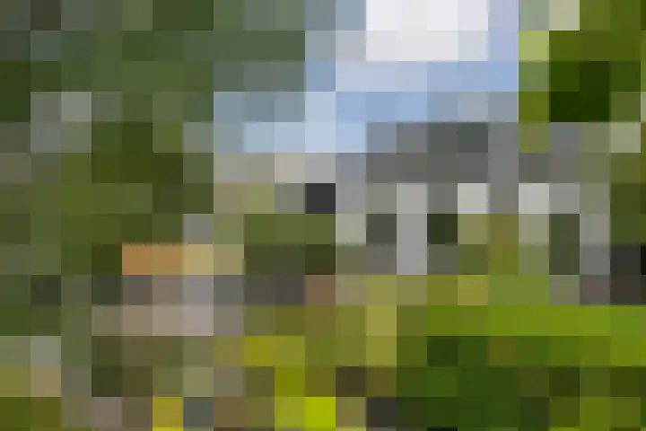 Maasdijk 37 Maasdijk thumbnail 54