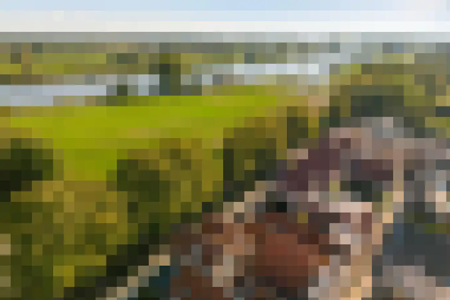 Maasdijk 40 Ravenstein thumbnail 34
