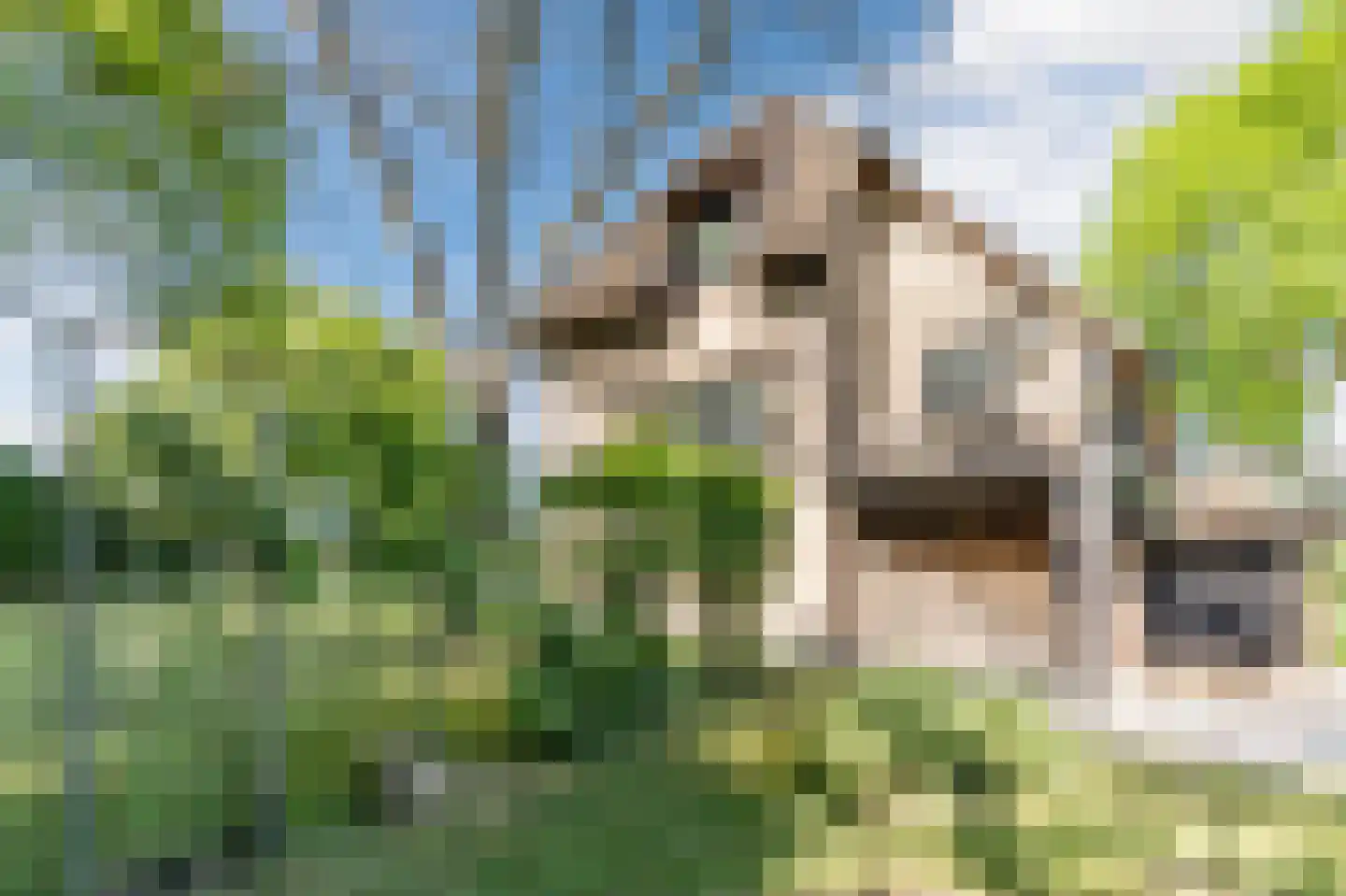 Maasdijk 409 Veen thumbnail 35